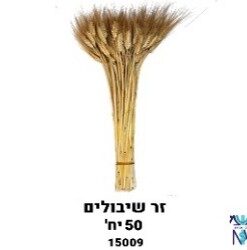 זר כ - 50 יח' שיבולים טבעי